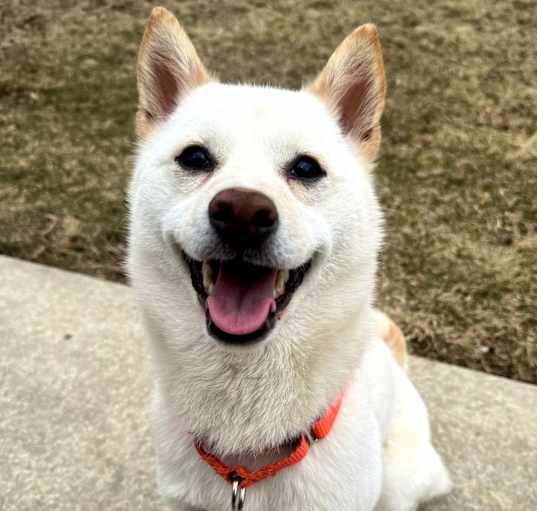 Photo of Suki