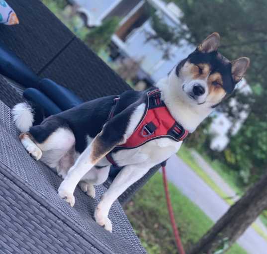 Photo of Oreo