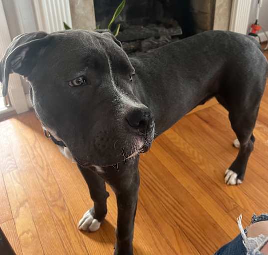 Photo of Bentley