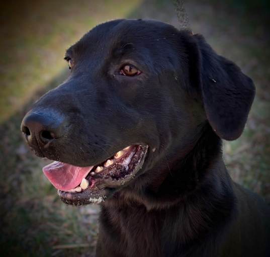 Photo of Buddy