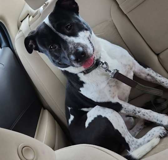 Photo of Atlas