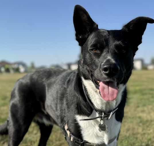 Photo of Bogey