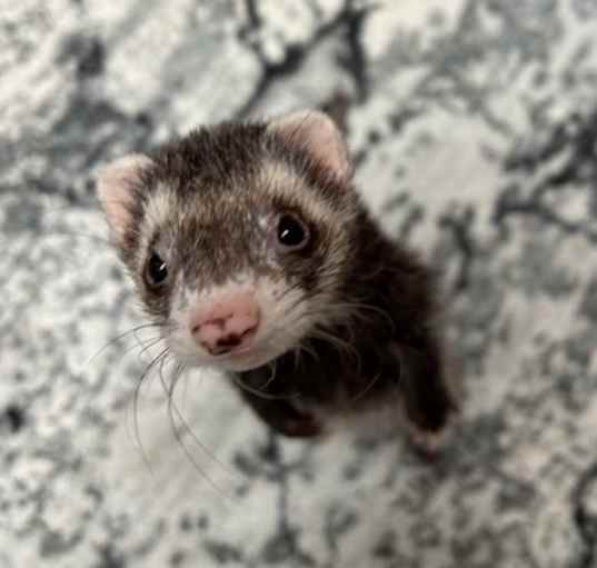 Photo of Diamond