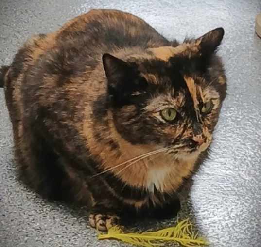 Photo of 655680 Daisy