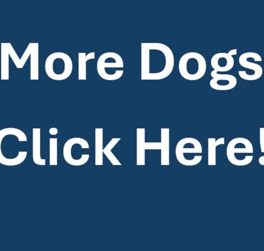 Photo of MORE DOGS