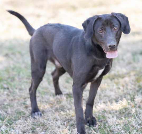 Photo of Buddy