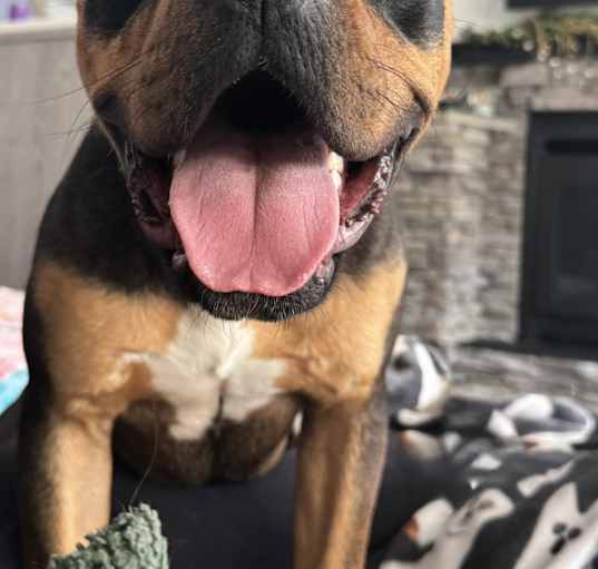 Photo of Brutus