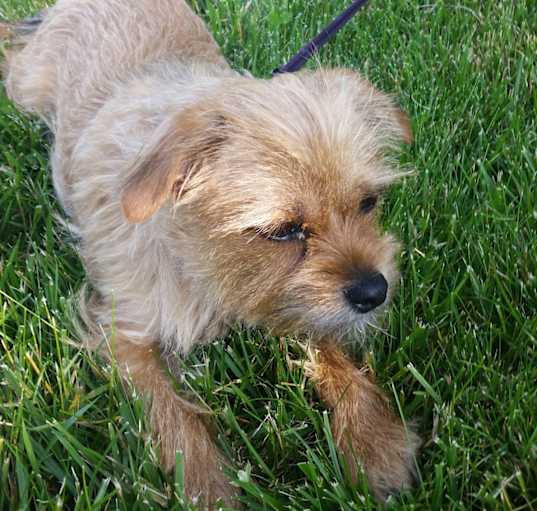 Photo of Oscar