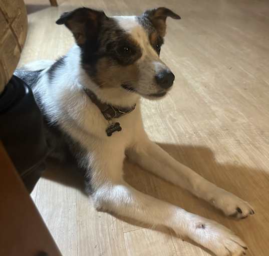 Photo of Boomer