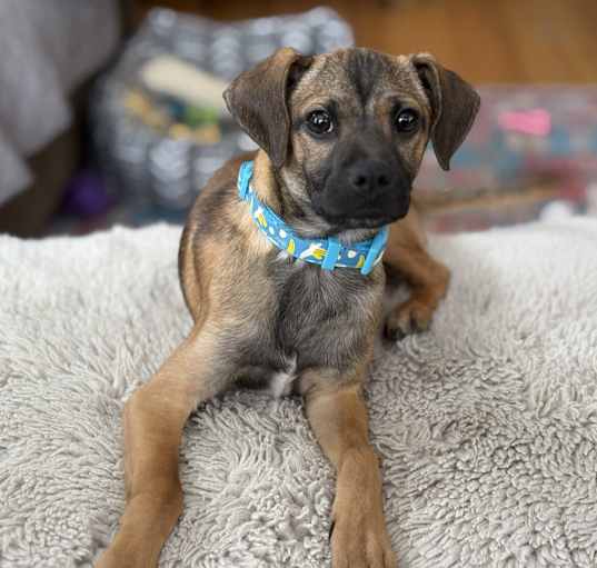 Photo of Gus