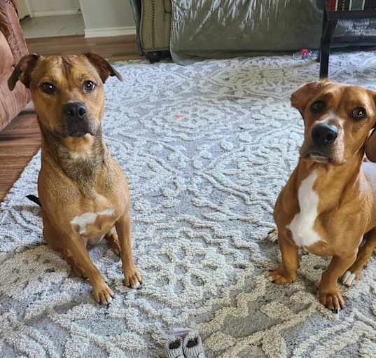 Photo of Sadie and Baylie