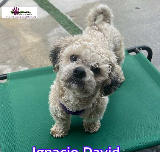 Photo of Ignacio David
