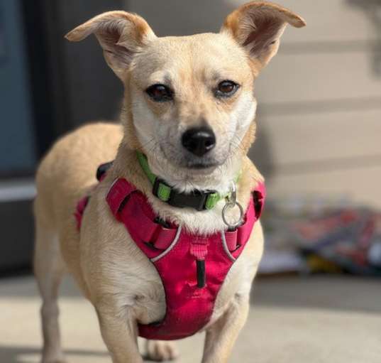Photo of Peaches