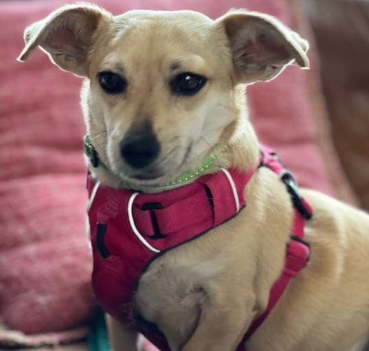Photo of Peaches