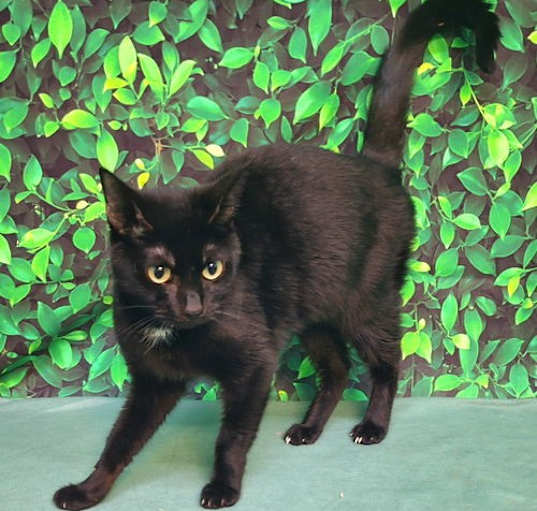Photo of 250255  Coco