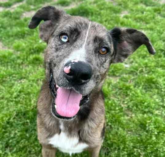 Photo of ROVER