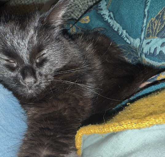 Photo of Penny