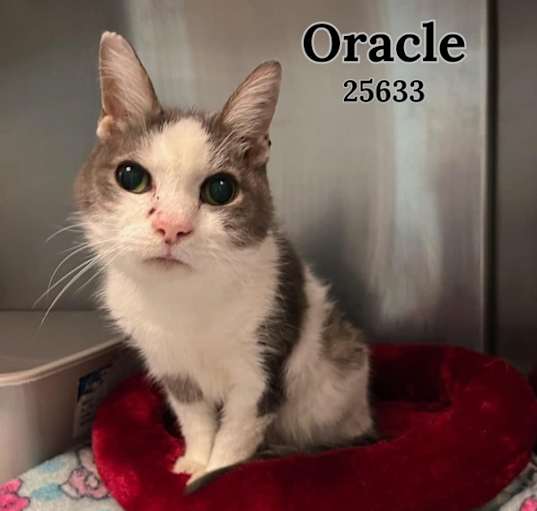 Photo of Oracle