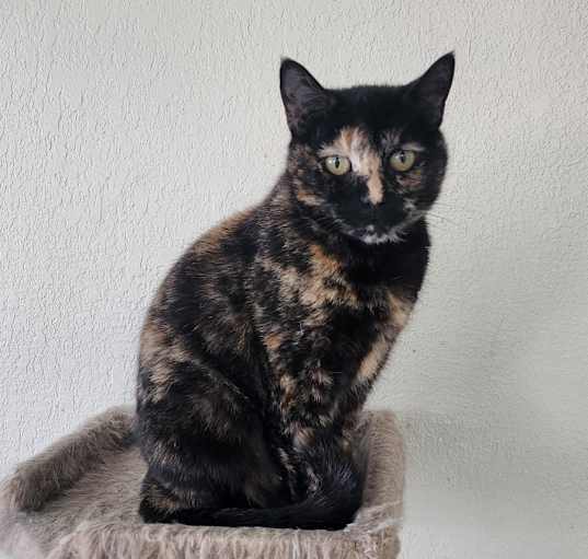 Photo of Catalina