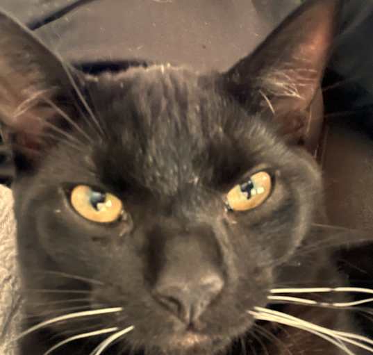 Photo of Marlowe-Affectionate