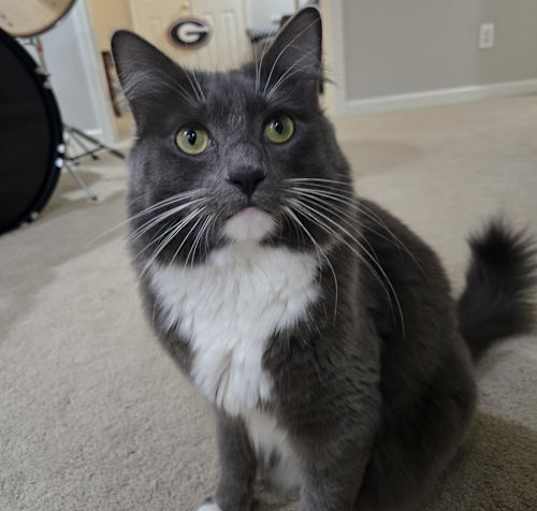 Photo of Gojo