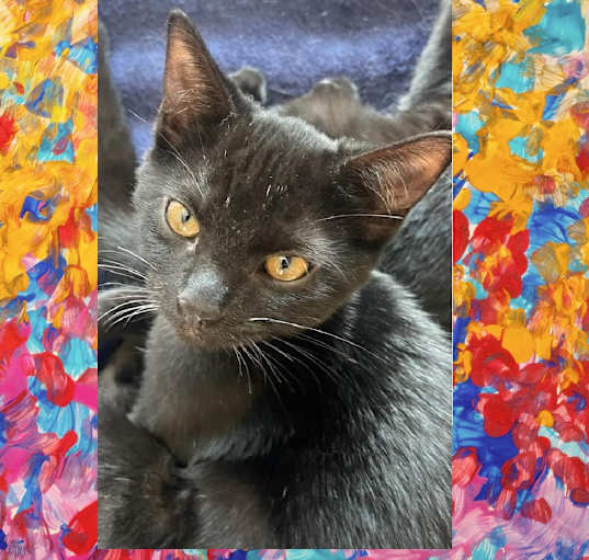 Photo of Luna- SWEETHEART