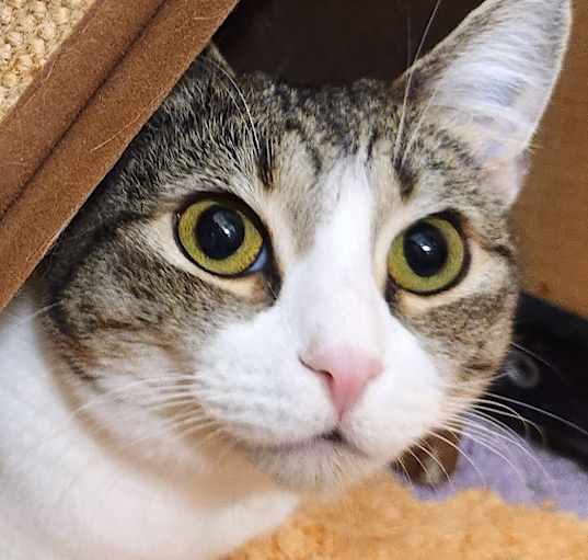 Photo of LADY