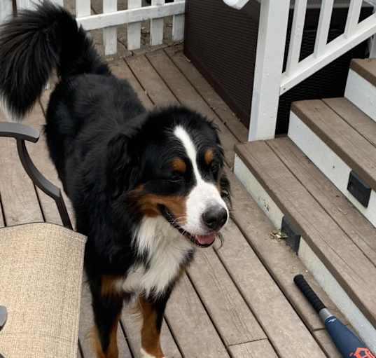 Photo of Winston