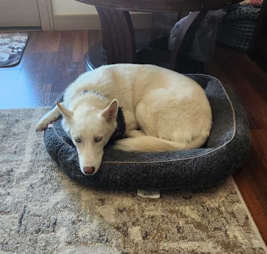 Photo of Sasha
