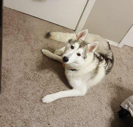 Photo of Luna