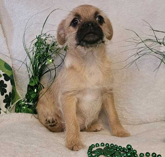 Photo of Polly