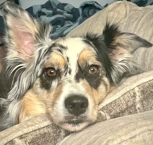 Photo of Odie