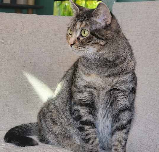 Photo of Nacho