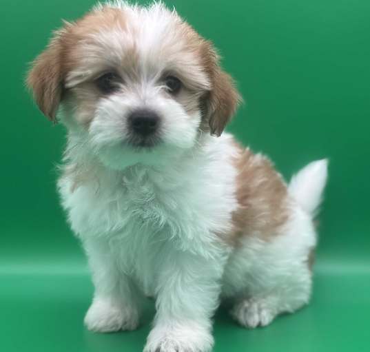 Photo of ARCHER