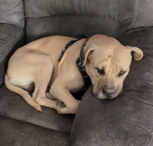 Photo of Gunner