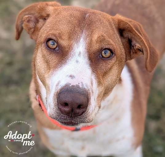 Photo of Boomer