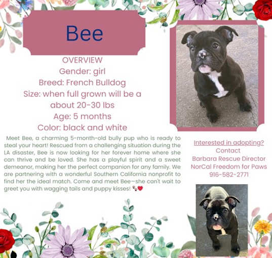 Photo of Bee