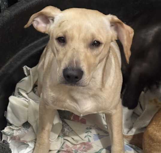 Photo of Reacher