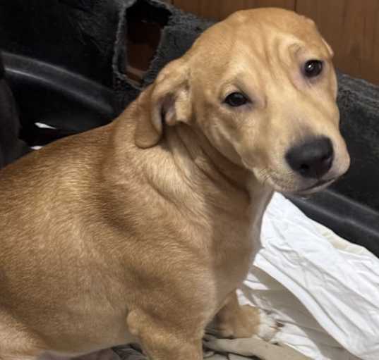 Photo of Roscoe