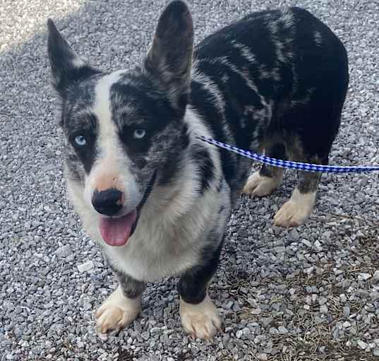 Photo of Bluey