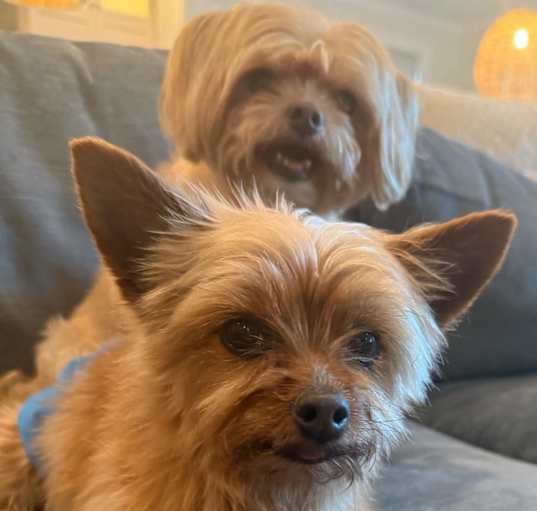 Photo of Benji (bonded with Romeo)