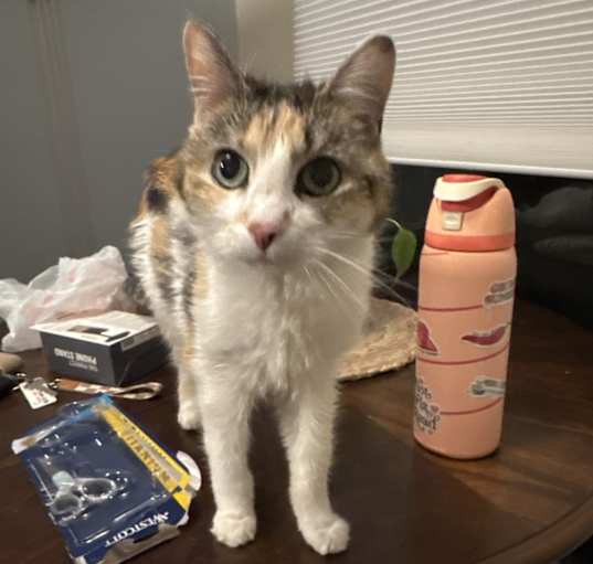 Photo of Gracie