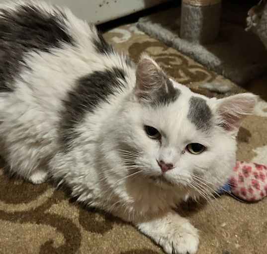 Photo of Sir Love Bug