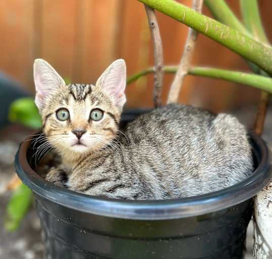 Photo of Zora