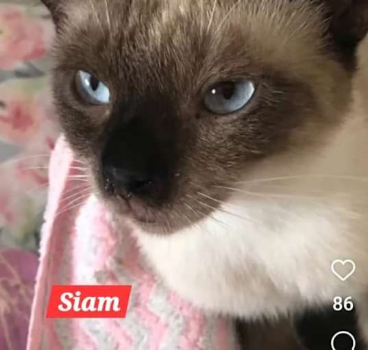 Photo of Siam