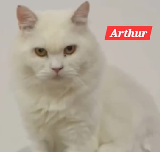 Photo of Arthur