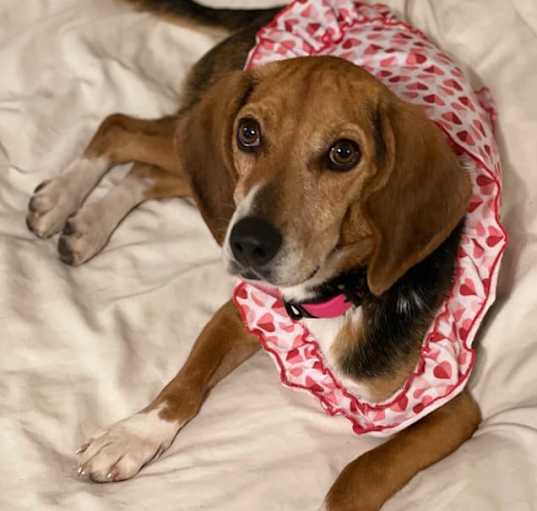 Photo of Lucy