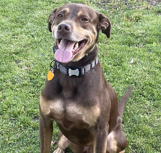 Photo of Ace Ventura Carter