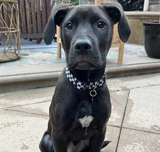 Photo of Archie