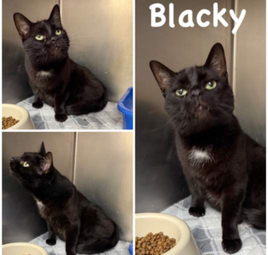 Photo of Blacky